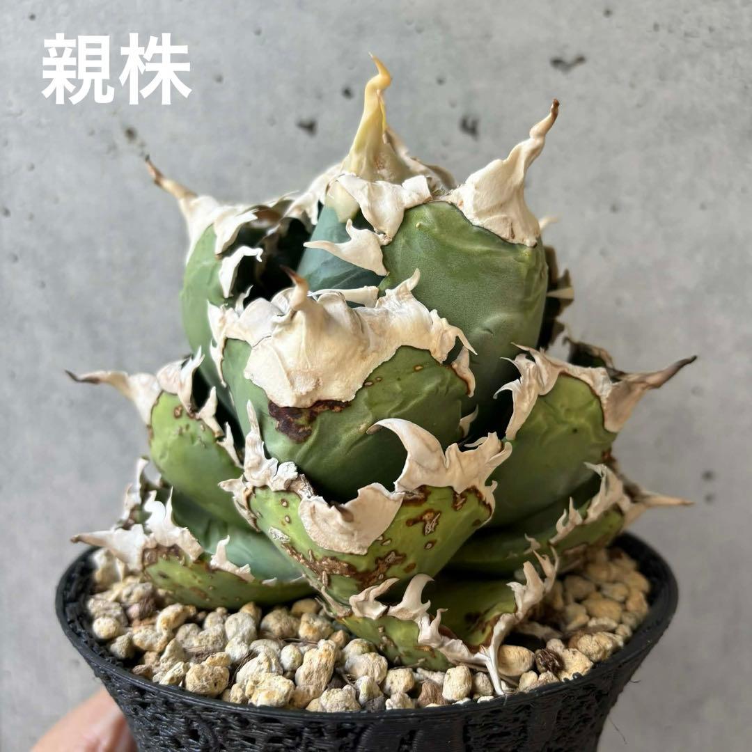 チタノタ　台湾ゴジラ　子株