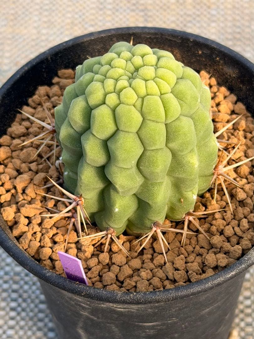 トリコケレウス 羅漢丸　希少種　カキコ