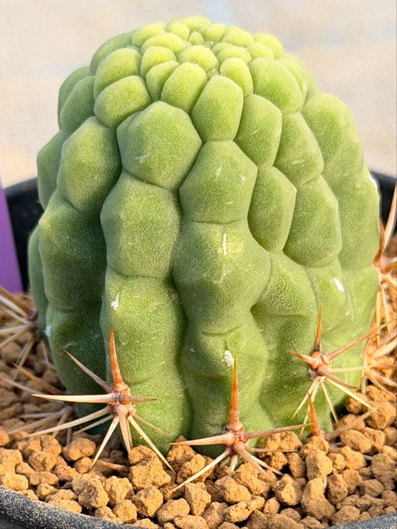 トリコケレウス 羅漢丸　希少種　カキコ