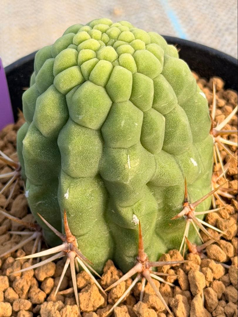 トリコケレウス 羅漢丸　希少種　カキコ