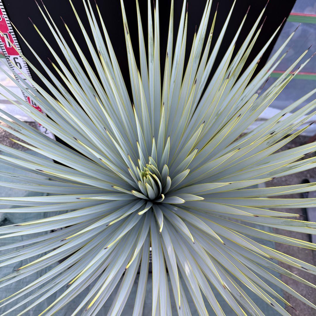 【AL1094】ユッカ　ロストラータ