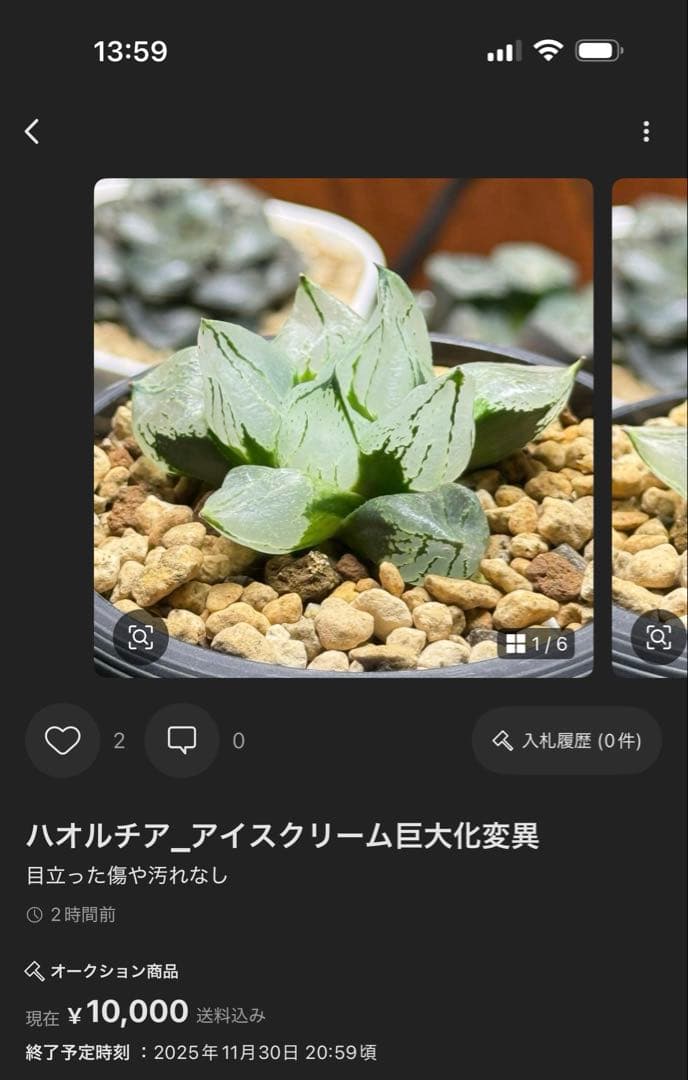 salmon_ハオルチア_アイスキューブ