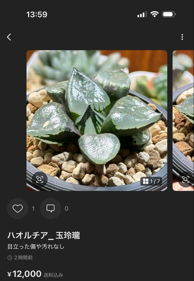 salmon_ハオルチア_アイスキューブ